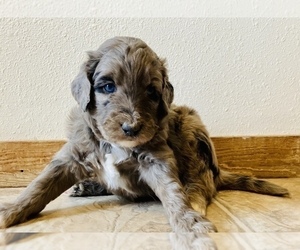 Aussiedoodle Miniature Puppy for sale in SPOKANE, WA, USA
