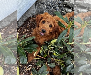 Goldendoodle (Miniature) Puppy for sale in SNOHOMISH, WA, USA