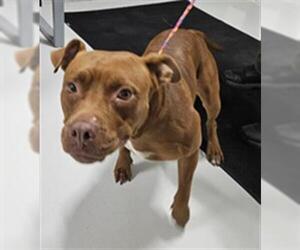 Staffordshire Bull Terrier Dogs for adoption in Temple, TX, USA