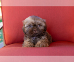 Puppy Bean Shih Tzu