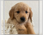 Puppy Bailey Golden Retriever