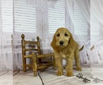 Small Photo #4 Goldendoodle Puppy For Sale in ROANOKE, IL, USA