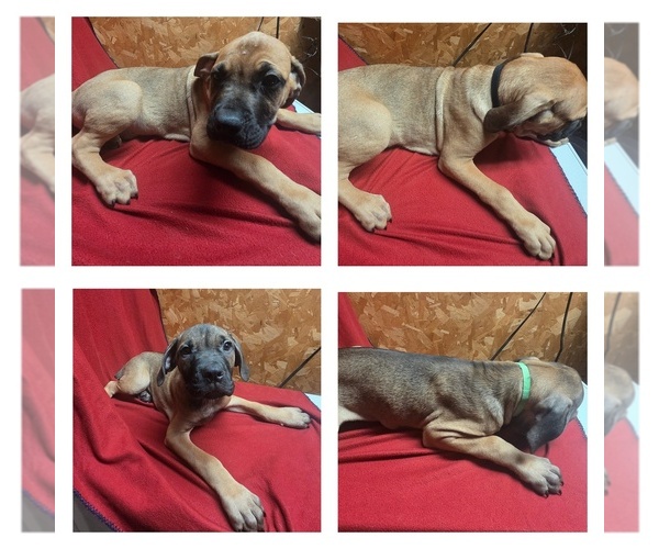 Medium Photo #1 Cane Corso-Neapolitan Mastiff Mix Puppy For Sale in TOPEKA, KS, USA