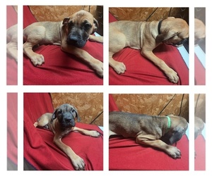 Cane Corso-Neapolitan Mastiff Mix Puppy for sale in TOPEKA, KS, USA