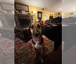 Small #4 Mutt