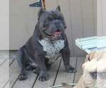 Small Photo #1 American Bully Puppy For Sale in PHOENIX, AZ, USA