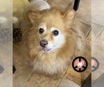 Small #3 Pomeranian Mix