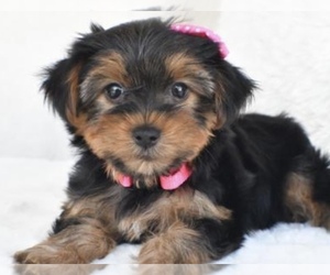 Yorkshire Terrier Puppy for sale in LOWELL, MA, USA