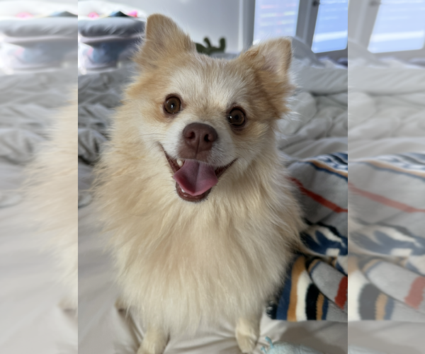 Medium Photo #1 Pomeranian Puppy For Sale in San Diego, CA, USA