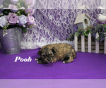 Small #2 Poodle (Toy)