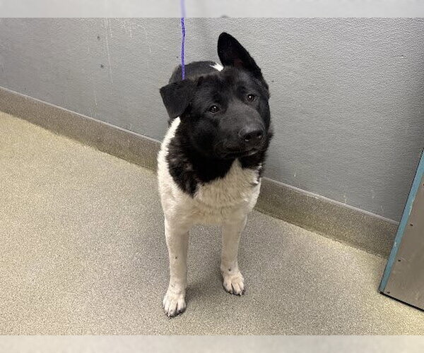 Medium Photo #1 Akita-Unknown Mix Puppy For Sale in Las Vegas, NV, USA