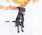 Small #4 Labrador Retriever Mix