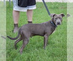 Small #1 American Staffordshire Terrier-Boxer Mix