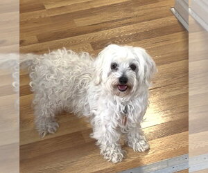 Ari - Female Maltipoo (Miniature) Dog for Adoption - Photo #3