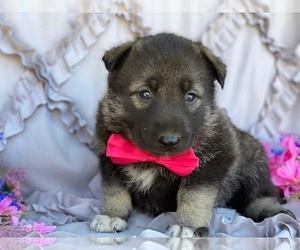 German Shepherd Dog-Norwegian Elkhound Mix Puppy for sale in LANCASTER, PA, USA