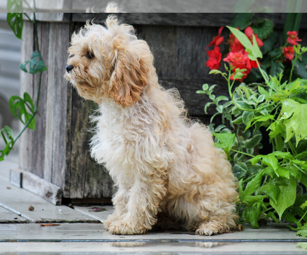 Medium Photo #2 Cavapoo (Miniature) Puppy For Sale in LIBERTY, KY, USA
