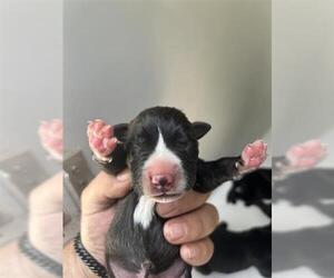 American Pit Bull Terrier-Unknown Mix Dogs for adoption in Houston, TX, USA