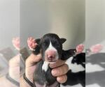 Small American Pit Bull Terrier Mix