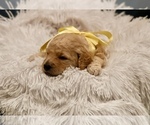 Small Photo #8 Goldendoodle mix (+ Poodle Standard) Puppy For Sale in HATTIESBURG, MS, USA