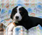 Puppy 1 Bernedoodle-Greater Swiss Mountain Dog Mix