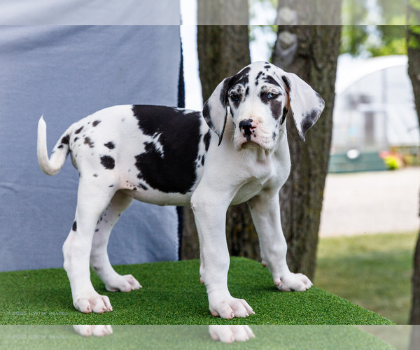 Medium Photo #183 Great Dane Puppy For Sale in WAKARUSA, IN, USA