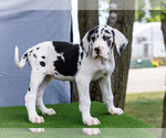 Puppy Kandace Great Dane