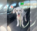 Small #3 Poodle (Miniature) Mix