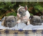 Puppy 4 French Bulldog