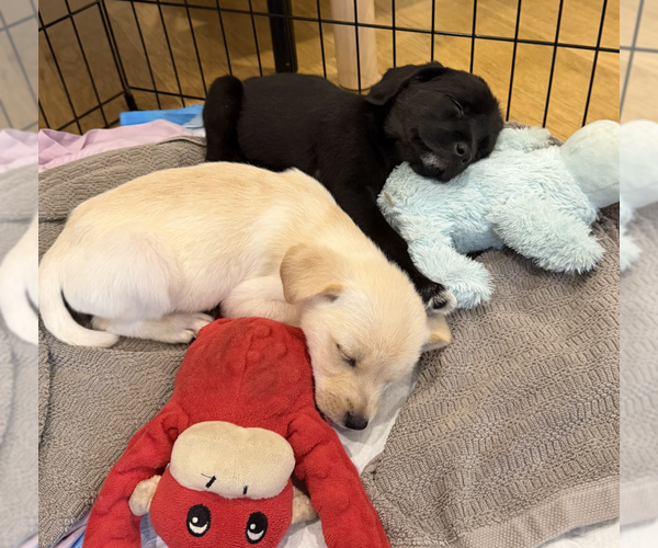 Medium Photo #3 Mutt Puppy For Sale in Brooklyn, NY, USA