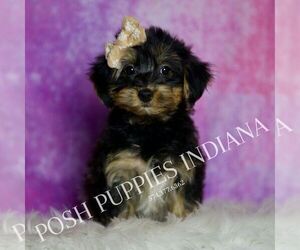 Medium Yorkipoo