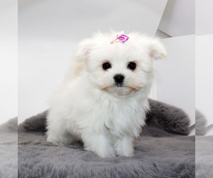 Maltese Puppy for sale in LOS ANGELES, CA, USA