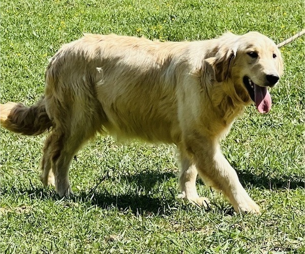 Medium Photo #1 Golden Retriever Puppy For Sale in NEOLA, WV, USA
