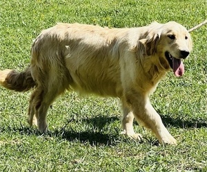 Mother of the Golden Retriever puppies born on 07/08/2026