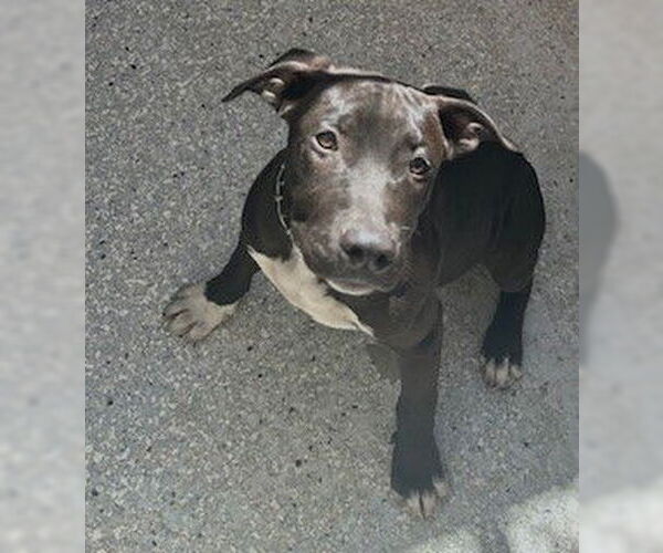 Medium Photo #1 American Staffordshire Terrier Puppy For Sale in Lodi, CA, USA