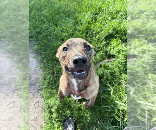 Medium Photo #3 Mutt Puppy For Sale in Bemidji, MN, USA