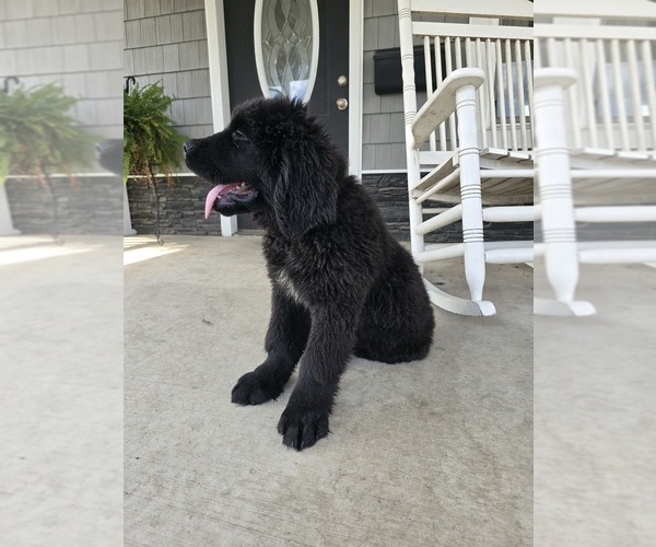 Medium Photo #5 Newfoundland Puppy For Sale in TILTON, IL, USA