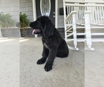 Small #4 Newfoundland