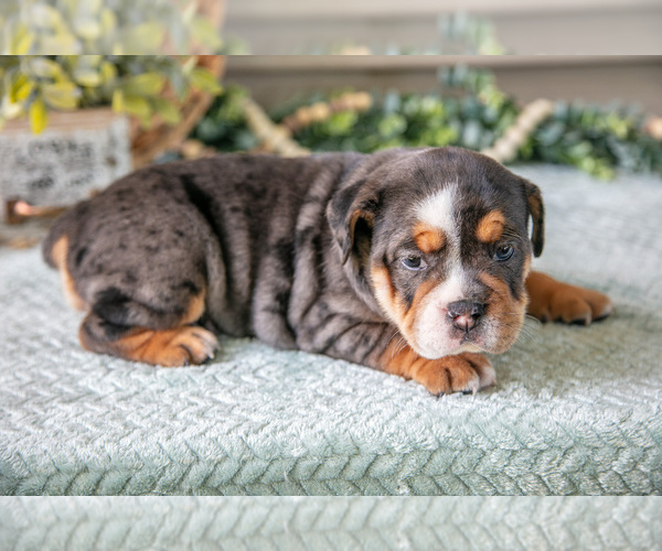 Medium Photo #14 Beabull Puppy For Sale in MILLERSBURG, OH, USA