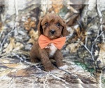 Small #6 Cavapoo (Miniature)