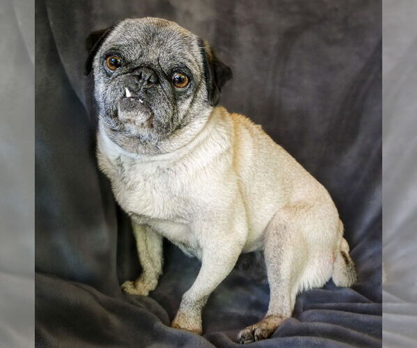 Medium Photo #1 Pug Puppy For Sale in Albuquerque, NM, USA