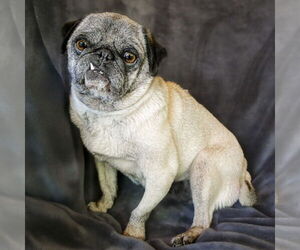 Pug Dogs for adoption in Albuquerque, NM, USA