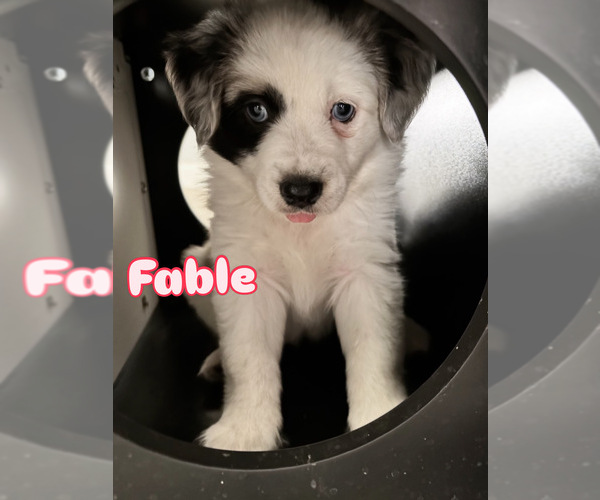 Medium Photo #3 Miniature Australian Shepherd Puppy For Sale in VALRICO, FL, USA