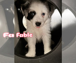Small #2 Miniature Australian Shepherd