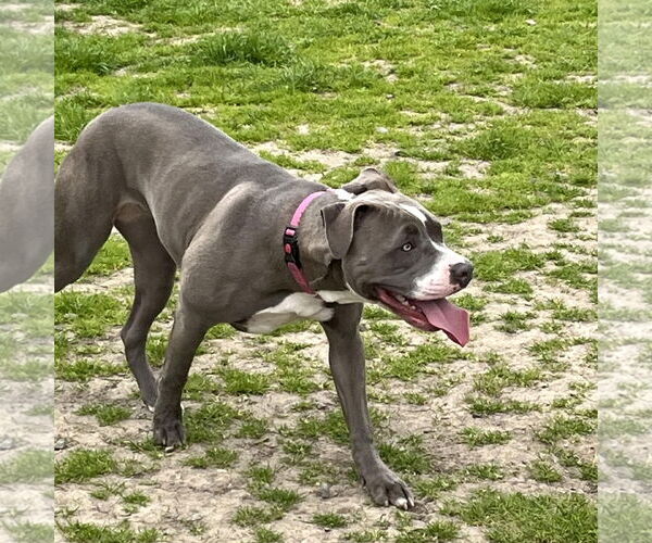 Medium Photo #4 American Staffordshire Terrier Puppy For Sale in Oakley , CA, USA