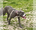Small #3 American Staffordshire Terrier