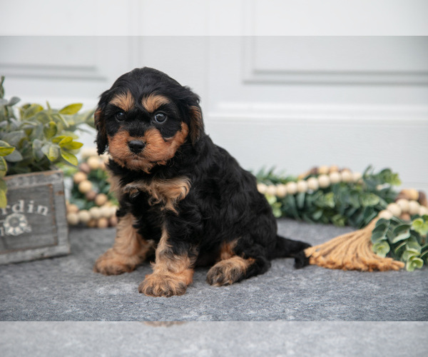 Medium Photo #2 Cavapoo (Miniature) Puppy For Sale in SHILOH, OH, USA