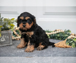 Small #1 Cavapoo