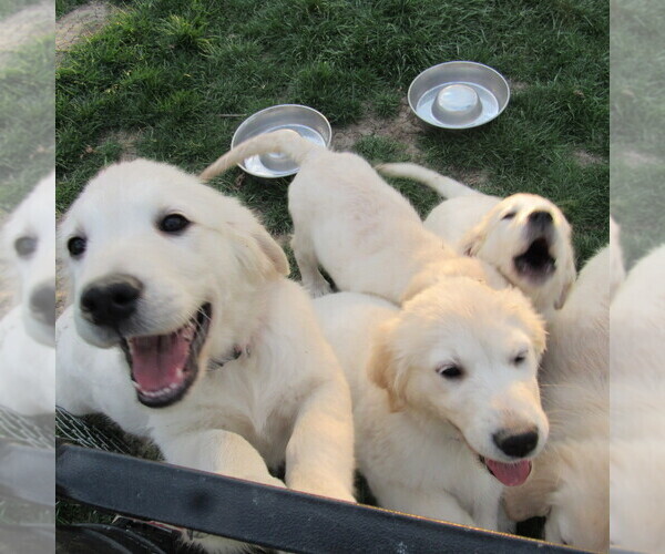 Medium Photo #86 English Cream Golden Retriever Puppy For Sale in NORTHWOOD, OH, USA