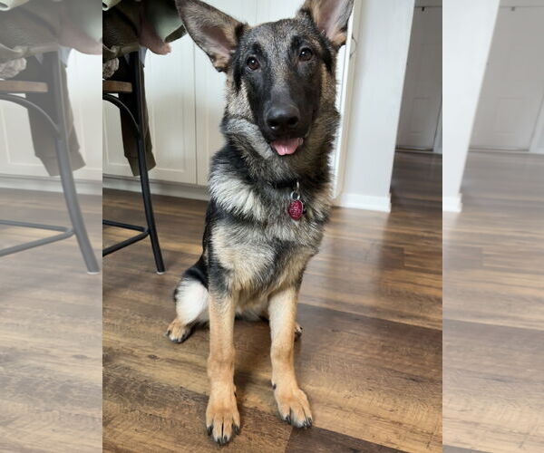 Medium Photo #4  Puppy For Sale in , 