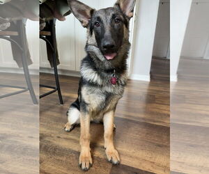 German Shepherd Dog Dogs for adoption in Roseville, MN, USA